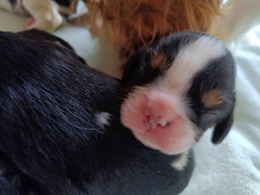 chiot Cavalier King Charles Spaniel Ironblood