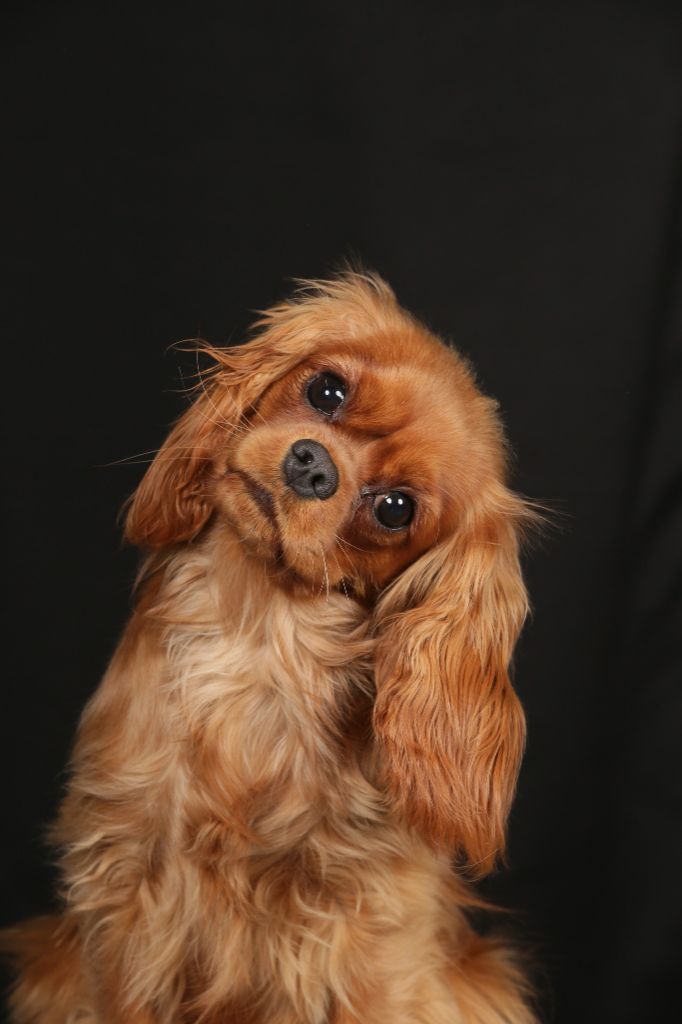 Vallée des elfes de la Horde de Dixie