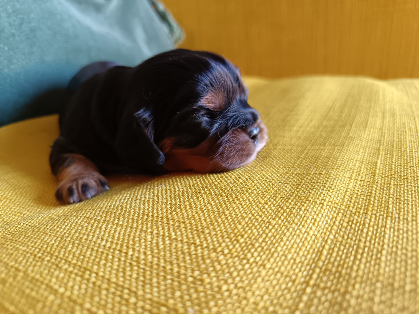 Ironblood - Chiots disponibles - Cavalier King Charles Spaniel