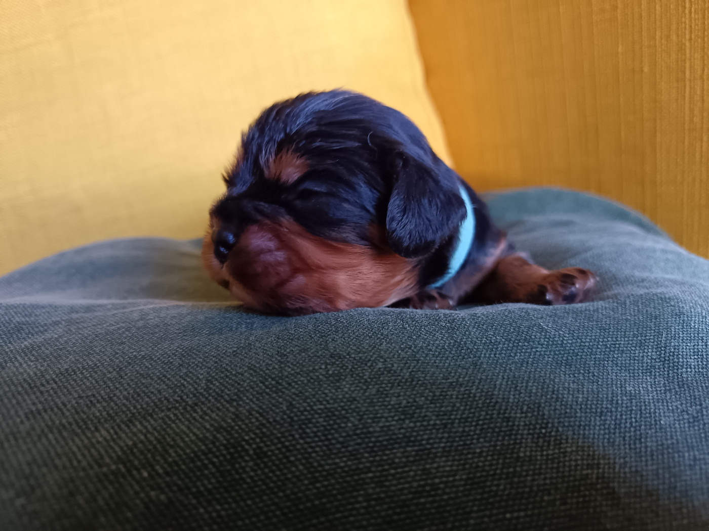 Ironblood - Chiots disponibles - Cavalier King Charles Spaniel