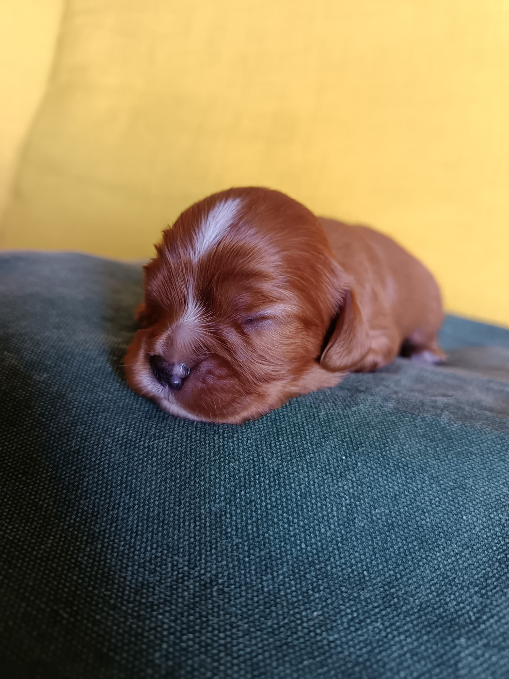 Ironblood - Chiots disponibles - Cavalier King Charles Spaniel