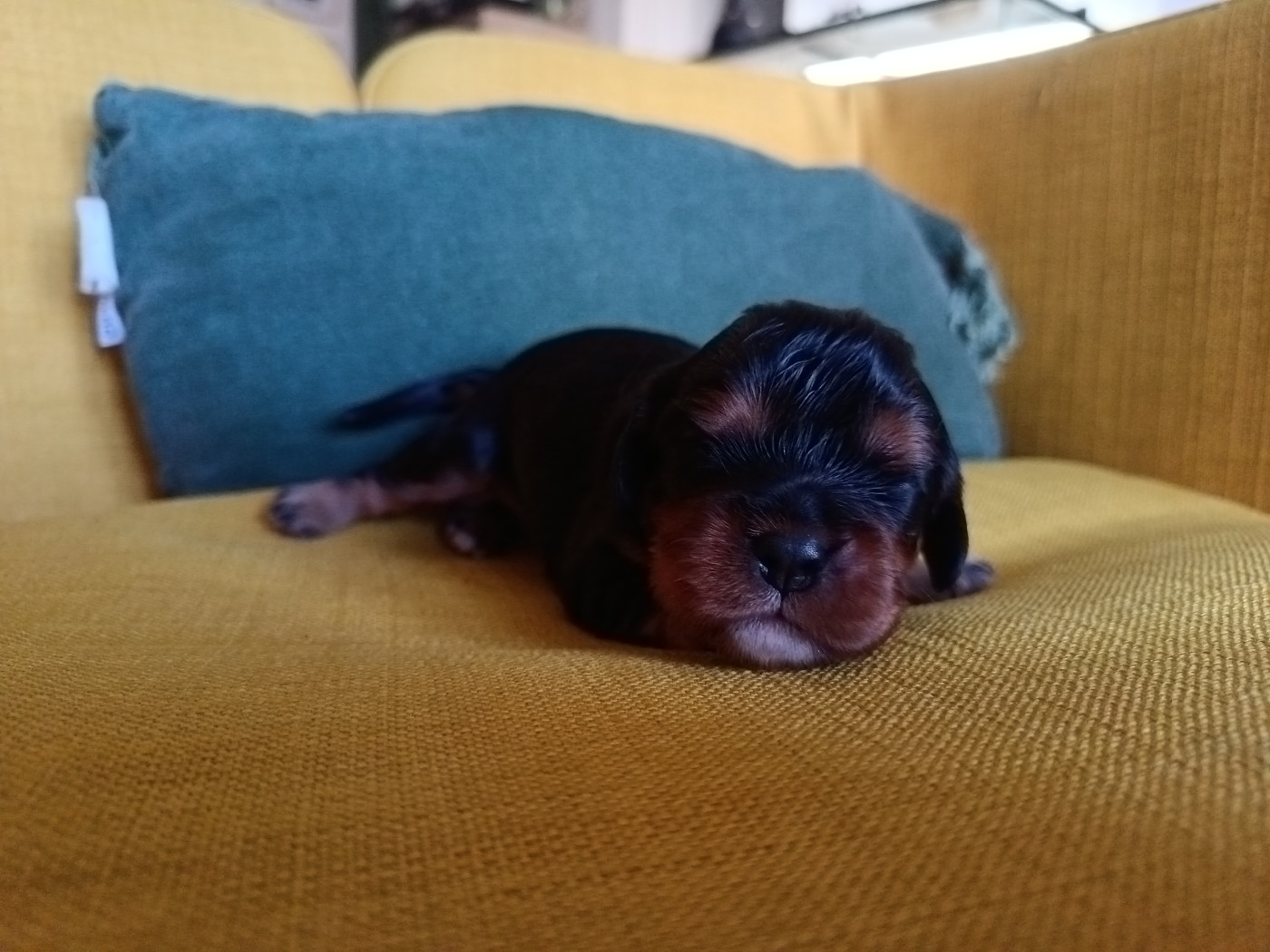 Ironblood - Chiots disponibles - Cavalier King Charles Spaniel