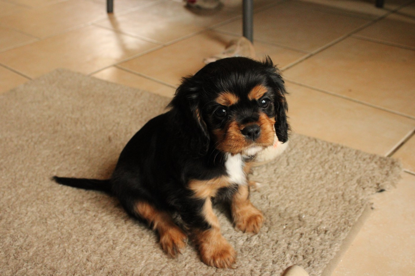 Ironblood - Chiots disponibles - Cavalier King Charles Spaniel