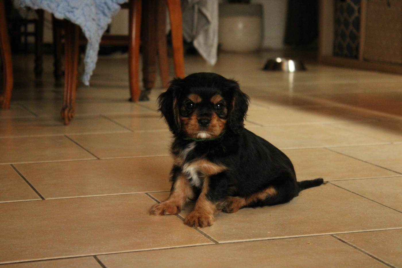 Ironblood - Chiots disponibles - Cavalier King Charles Spaniel