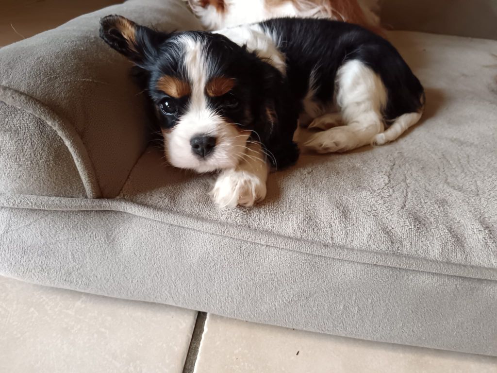 Ironblood - Chiots disponibles - Cavalier King Charles Spaniel