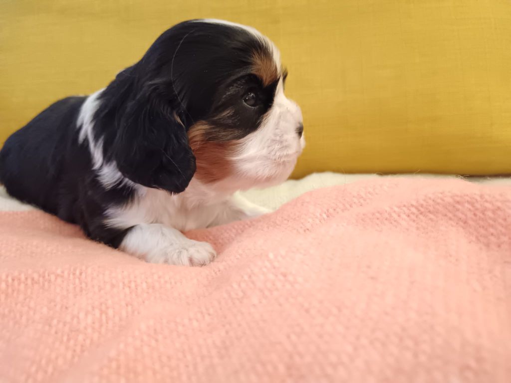 Ironblood - Chiots disponibles - Cavalier King Charles Spaniel