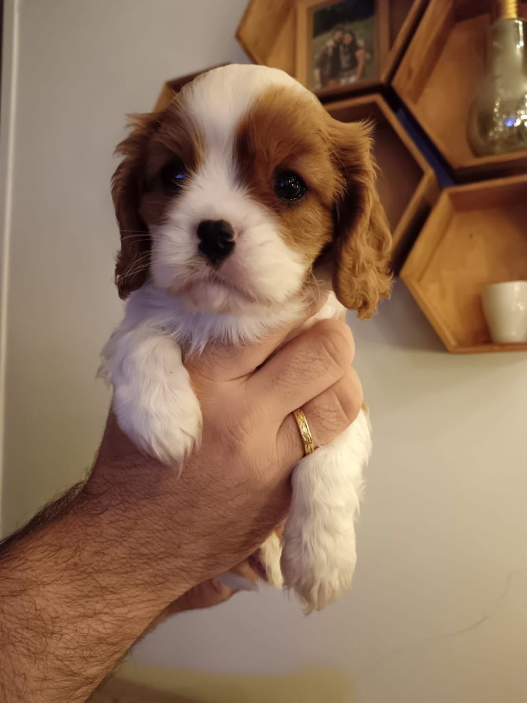 Ironblood - Chiots disponibles - Cavalier King Charles Spaniel